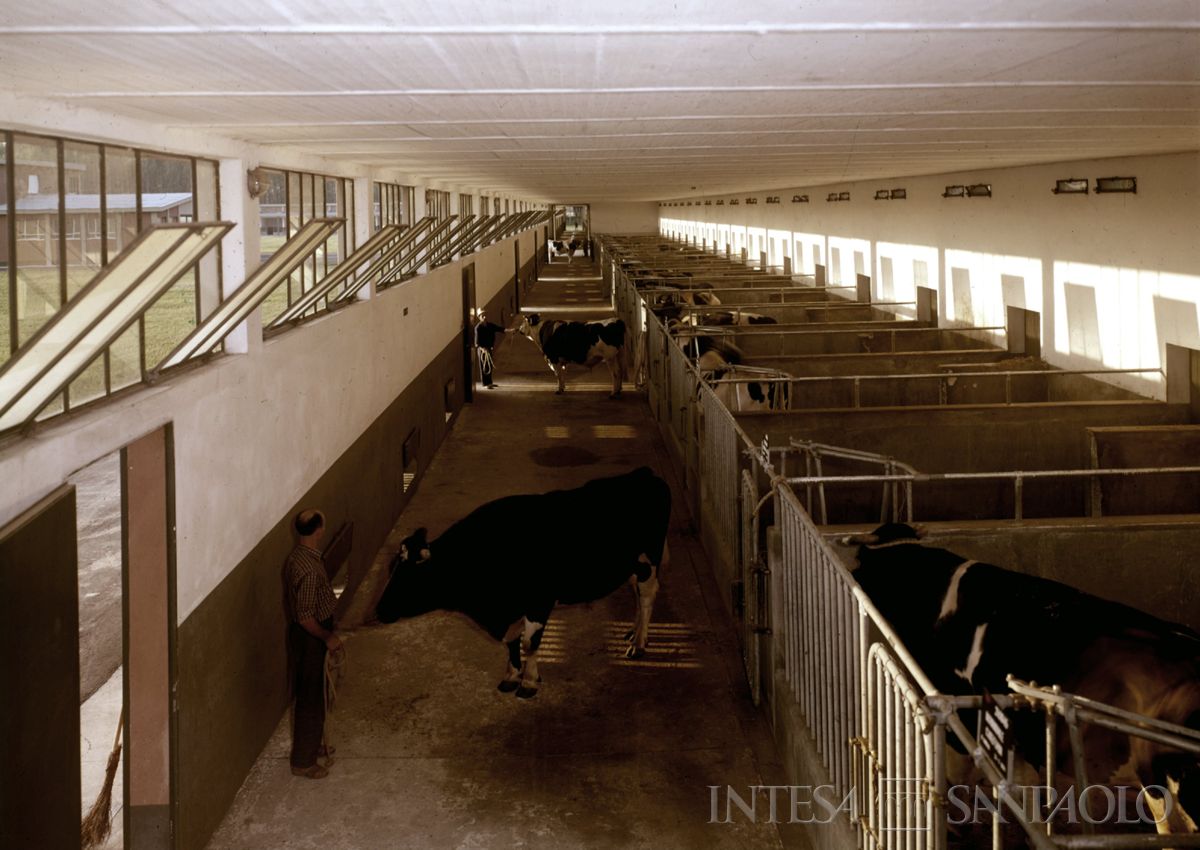 Cariplo, Ente lombardo per il potenziamento zootecnico: Centro Tori di Zorlesco, stalle con personale al lavoro e bovini, 1964 (foto di Color Press)