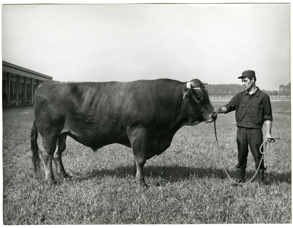 Cariplo, Ente lombardo per il potenziamento zootecnico: Centro Tori di Zorlesco, esemplare di bovini allevato presso l'Ente, 1964 (foto di Color Press)