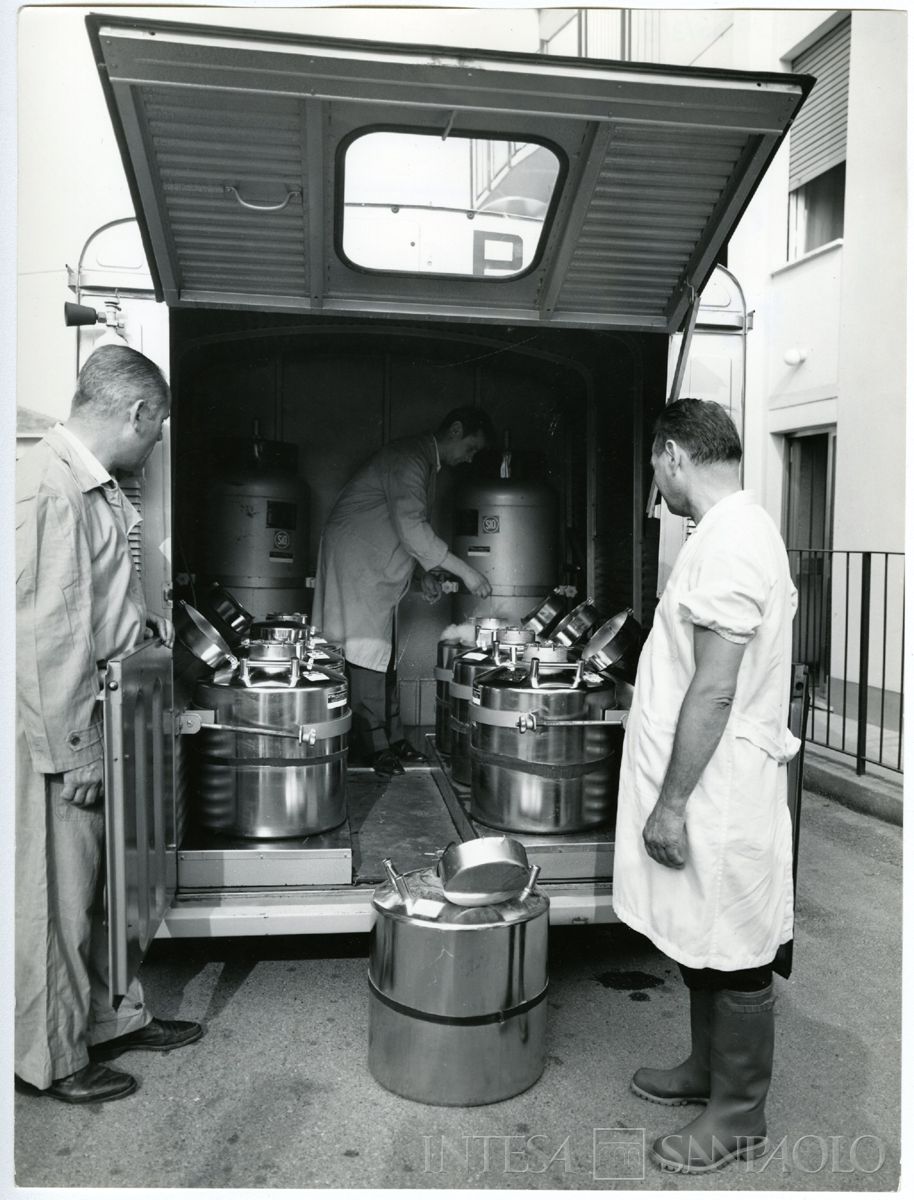 Cariplo, Ente lombardo per il potenziamento zootecnico: tecnici al lavoro per il trasporto del seme congelato, 1966-1970 circa (Publifoto)