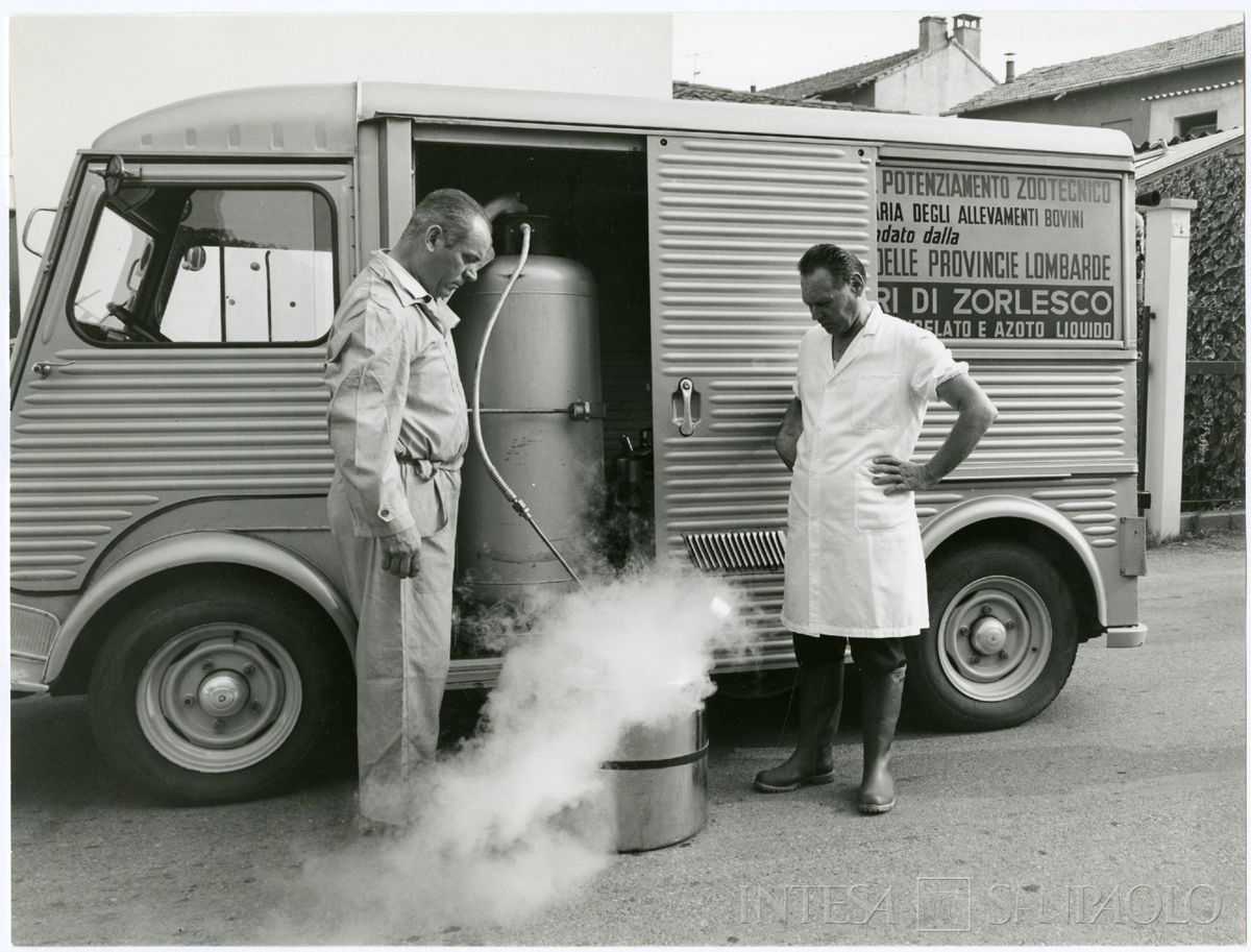Cariplo, Ente lombardo per il potenziamento zootecnico: tecnici al lavoro per il trasporto del seme congelato, 1966-1970 circa (Publifoto)
