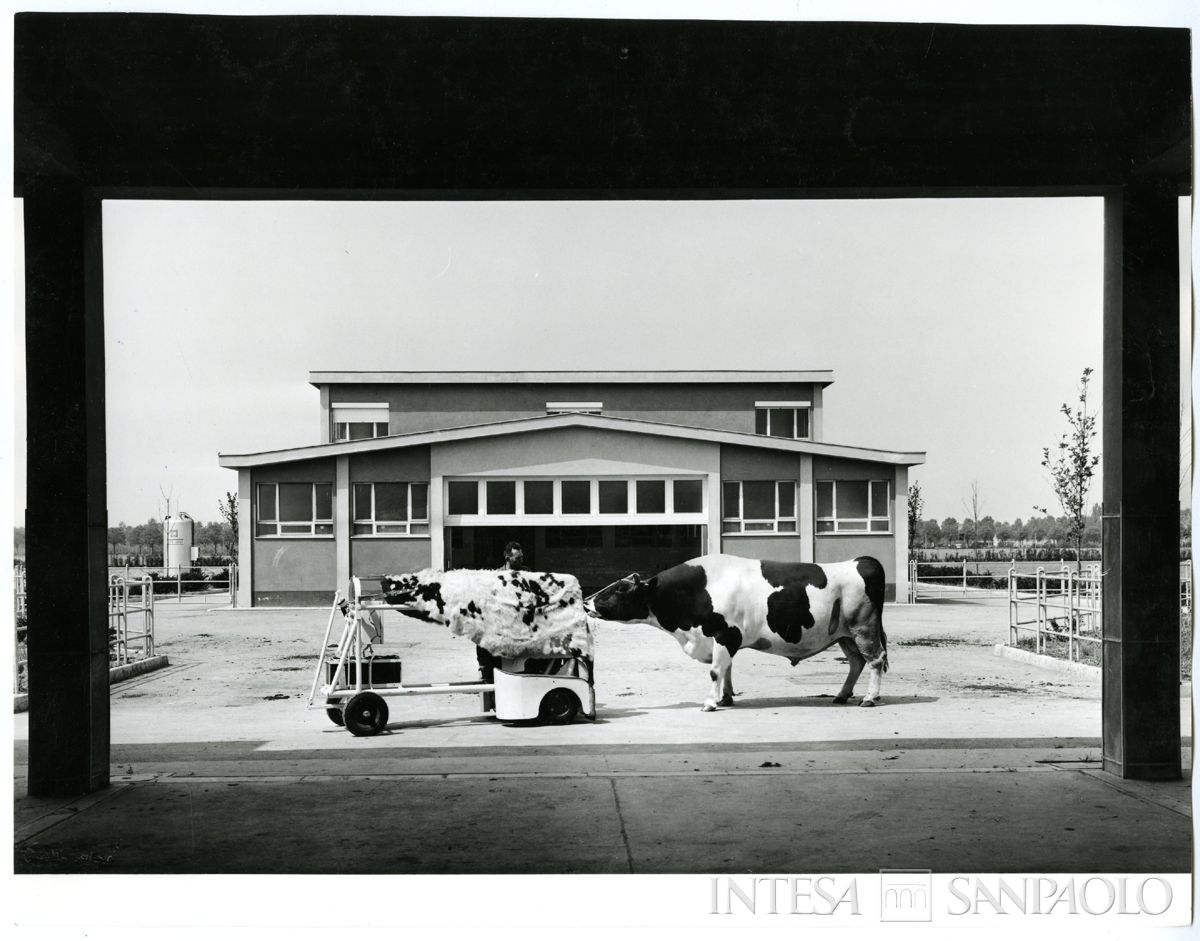 Cariplo, Ente lombardo per il potenziamento zootecnico: Centro Tori di Zorlesco, inizio della fase di prelievo del seme da un esemplare di bestiame, 1968 (Publifoto)