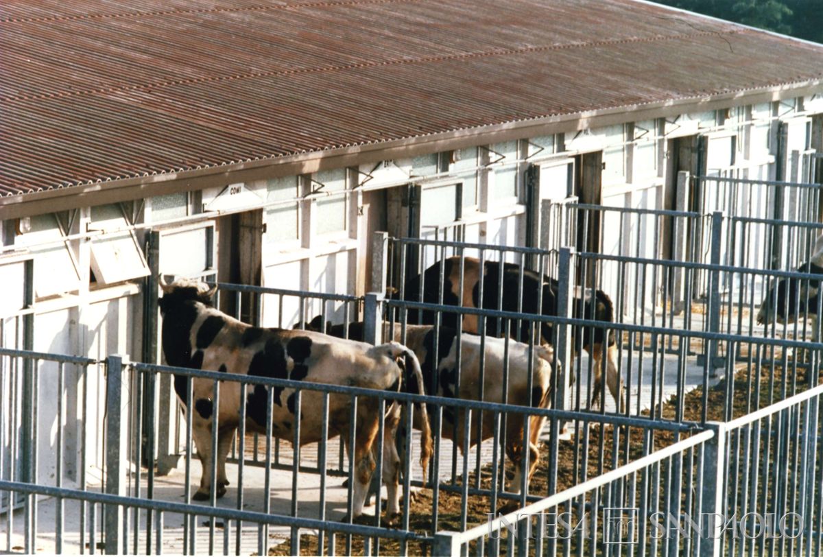 Cariplo, Ente lombardo per il potenziamento zootecnico: stalle con bovini del Centro Tori di Zorlesco, anni 1970 (foto di Mario La Porta)