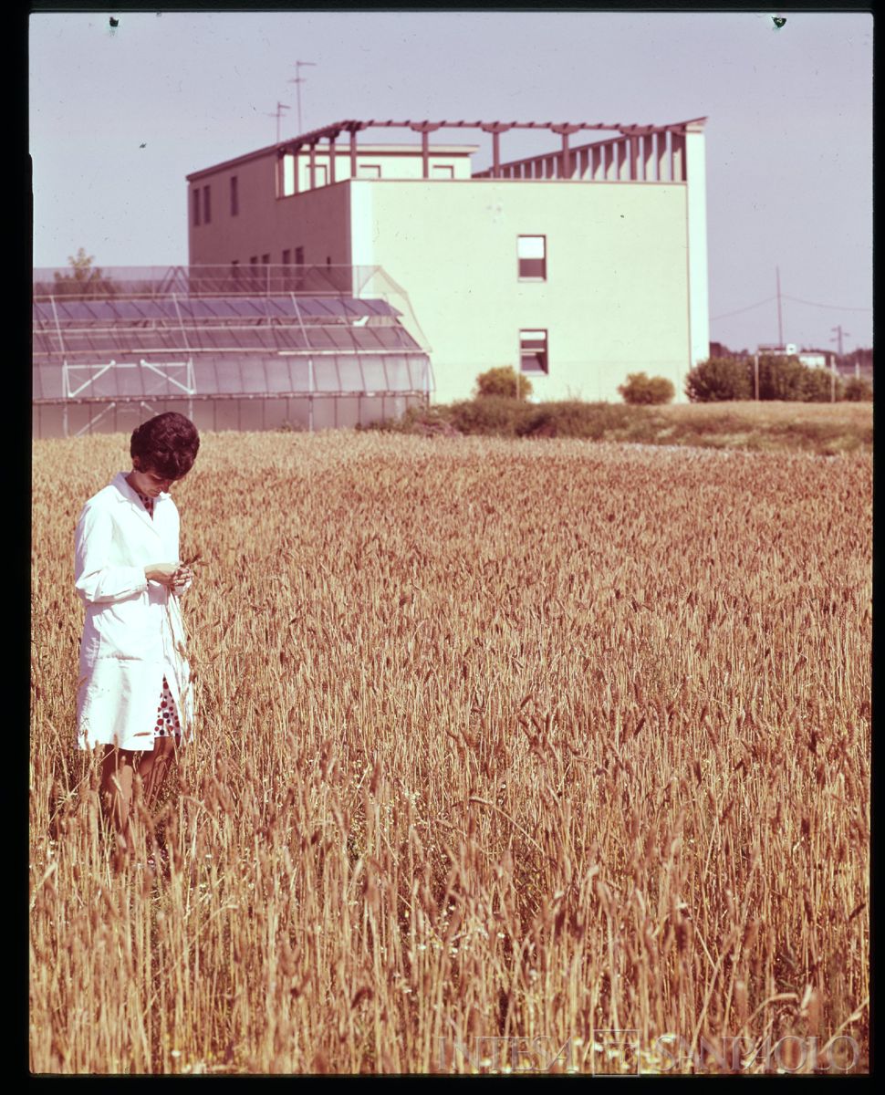 Cariplo, ENSE: personale nei campi all'esterno del laboratorio analisi sementi, 1960-1968 (foto Elle2)
