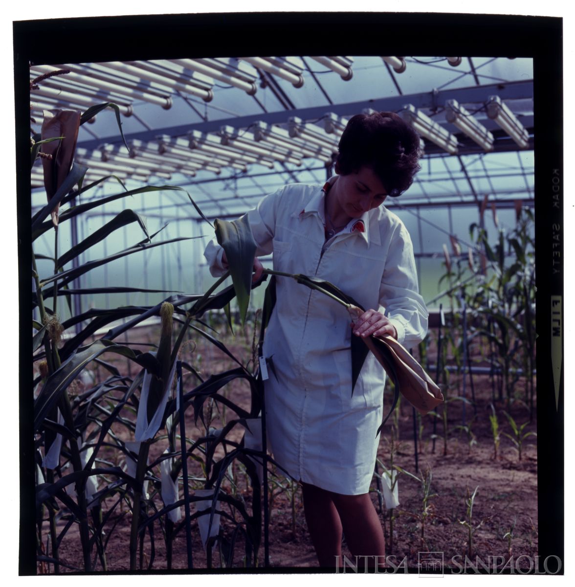 Cariplo, ENSE: personale nella serra del laboratorio analisi sementi, 1960-1968 (fotografo sconosciuto)