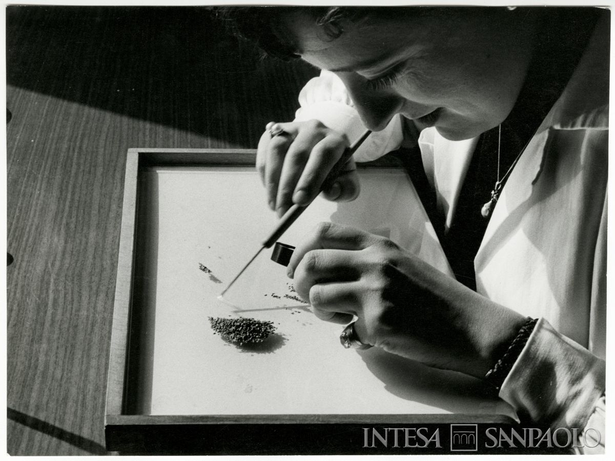 Cariplo, ENSE: personale nel laboratorio di analisi della purezza varietale dei semi, ante 1963 (foto di Alfredo Pratelli)