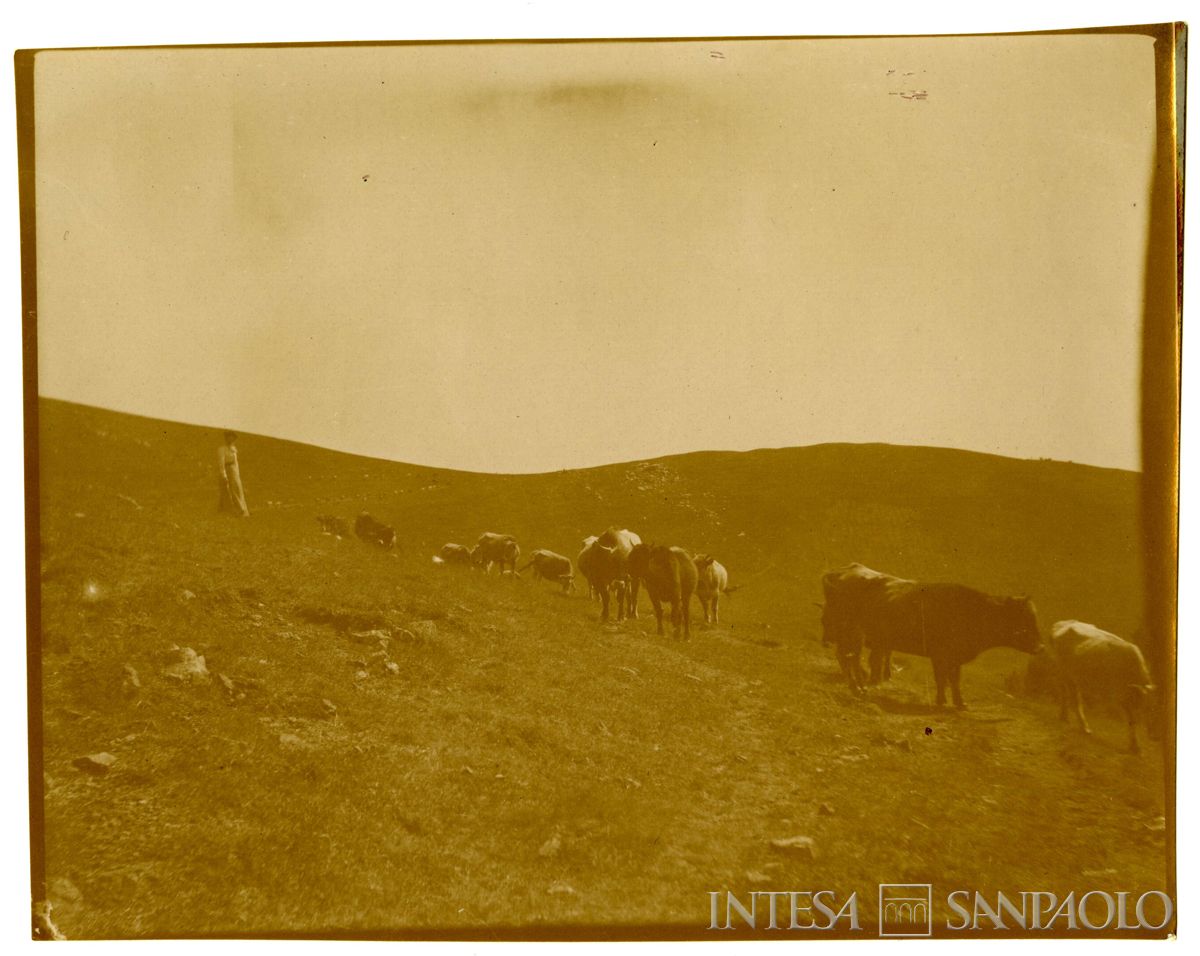 Ester Nogara con una mandria di mucche, 1905 circa (Bernardino Nogara)