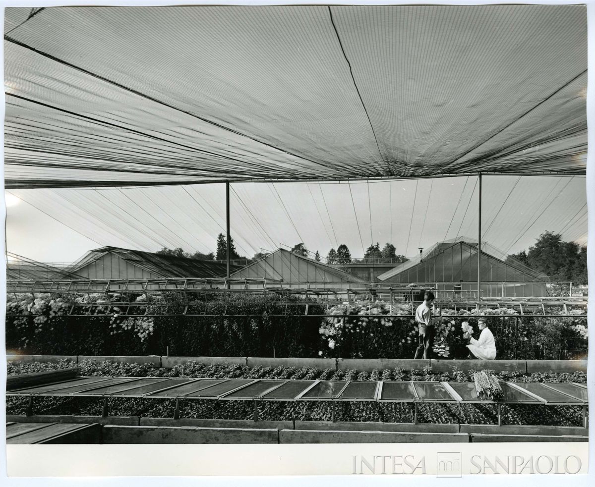 Centro Lombardo per l'incremento della floro-orto-frutticoltura di Vertemate con Minoprio: impianti lettorini, 1963 - 1968 (Publifoto)