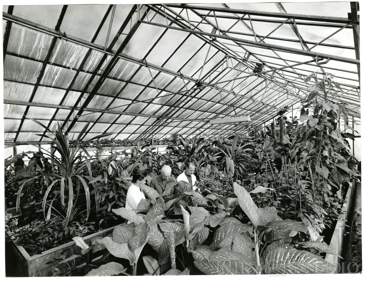 Cariplo, Minoprio: serre, anni 1960 (foto Publifoto)