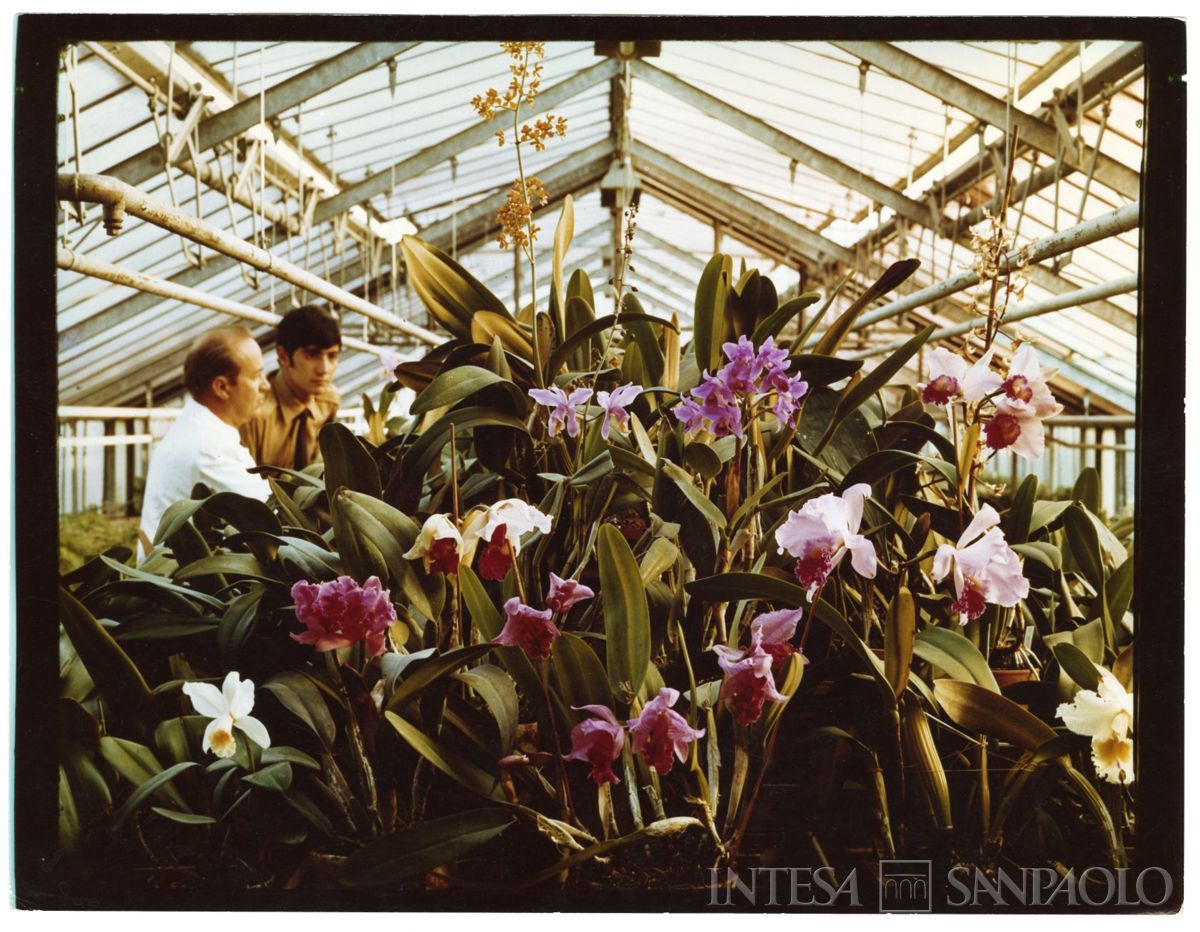 Cariplo, Minoprio: serra con orchidee, anni 1960 (fotografo sconosciuto)