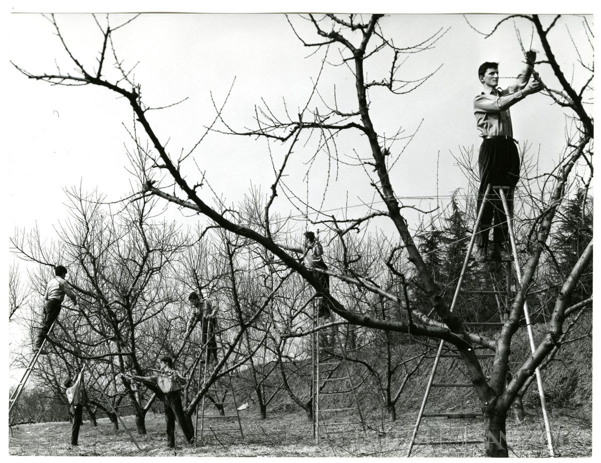 Cariplo, Minoprio: allievi durante una lezione di potatura, anni 1960 (foto Elle2)