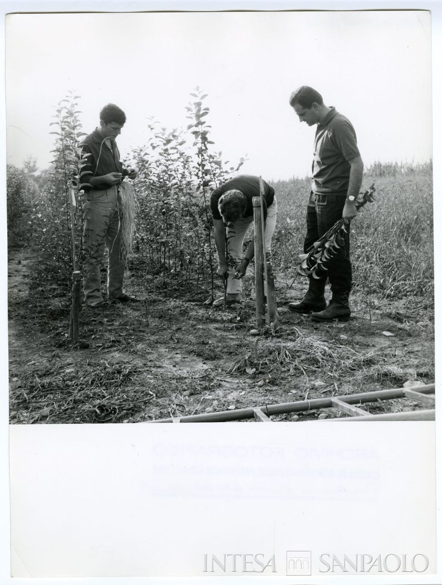 Cariplo, Minoprio: dimostrazione d'innesto delle rose, anni 1960 (fotografo sconosciuto)