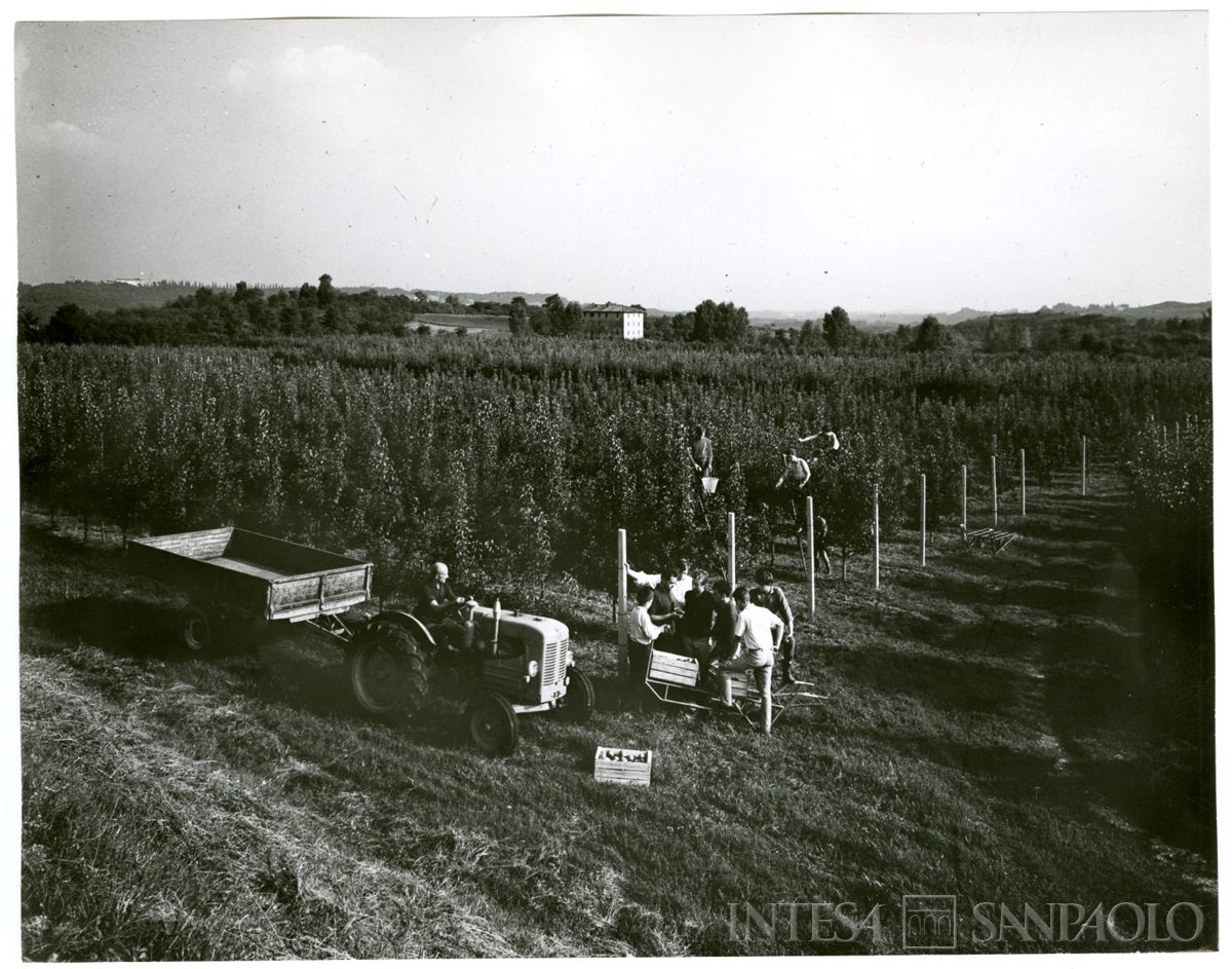 Cariplo, Minoprio: raccolta delle pere, anni 1960 (fotografo sconosciuto)