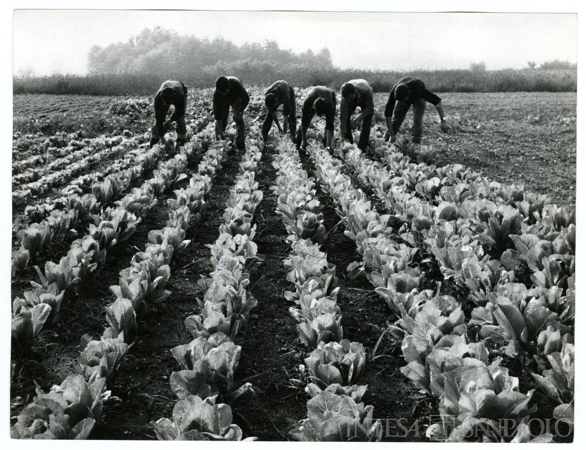 Cariplo, Minoprio: allievi al lavoro in un orto, anni 1960 (fotografo sconosciuto)