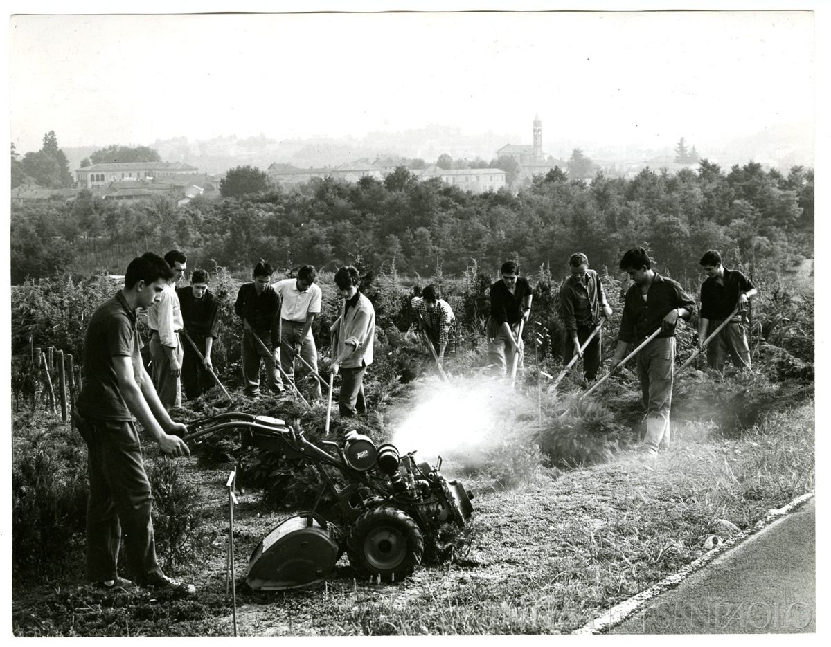 Cariplo, Minoprio:lavori di sarchiatura nel vivaio piante ornamentali, anni 1960 (fotografo sconosciuto)