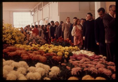 Centro Lombardo per l'incremento della floro-orto-frutticoltura: 1a mostra nazionale del crisantemo, 18  - 25 ottobre 1970 (fotografo sconosciuto)