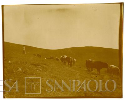 Ester Nogara con una mandria di mucche, 1905 circa (Bernardino Nogara)