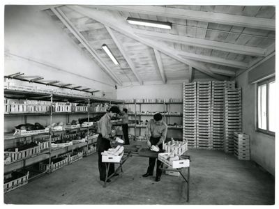 Cariplo, Minoprio: locale adibito alla selezione della frutta e verdura, anni 1960 (foto Publifoto)