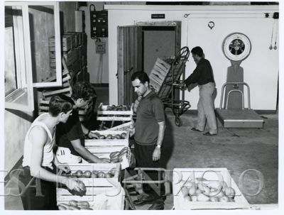 Cariplo, Minoprio: locale adibito alla selezione della frutta e verdura, anni 1960 (fotografo sconosciuto)