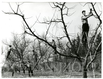 Cariplo, Minoprio: allievi durante una lezione di potatura, anni 1960 (foto Elle2)