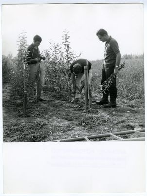 Cariplo, Minoprio: dimostrazione d'innesto delle rose, anni 1960 (fotografo sconosciuto)