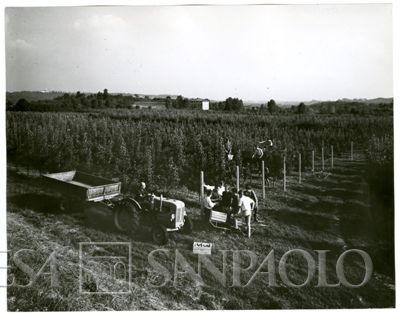 Cariplo, Minoprio: raccolta delle pere, anni 1960 (fotografo sconosciuto)