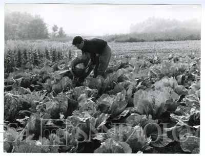 Cariplo, Minoprio: allievo al lavoro in un orto, anni 1960 (fotografo sconosciuto)