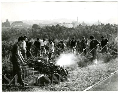 Cariplo, Minoprio:lavori di sarchiatura nel vivaio piante ornamentali, anni 1960 (fotografo sconosciuto)