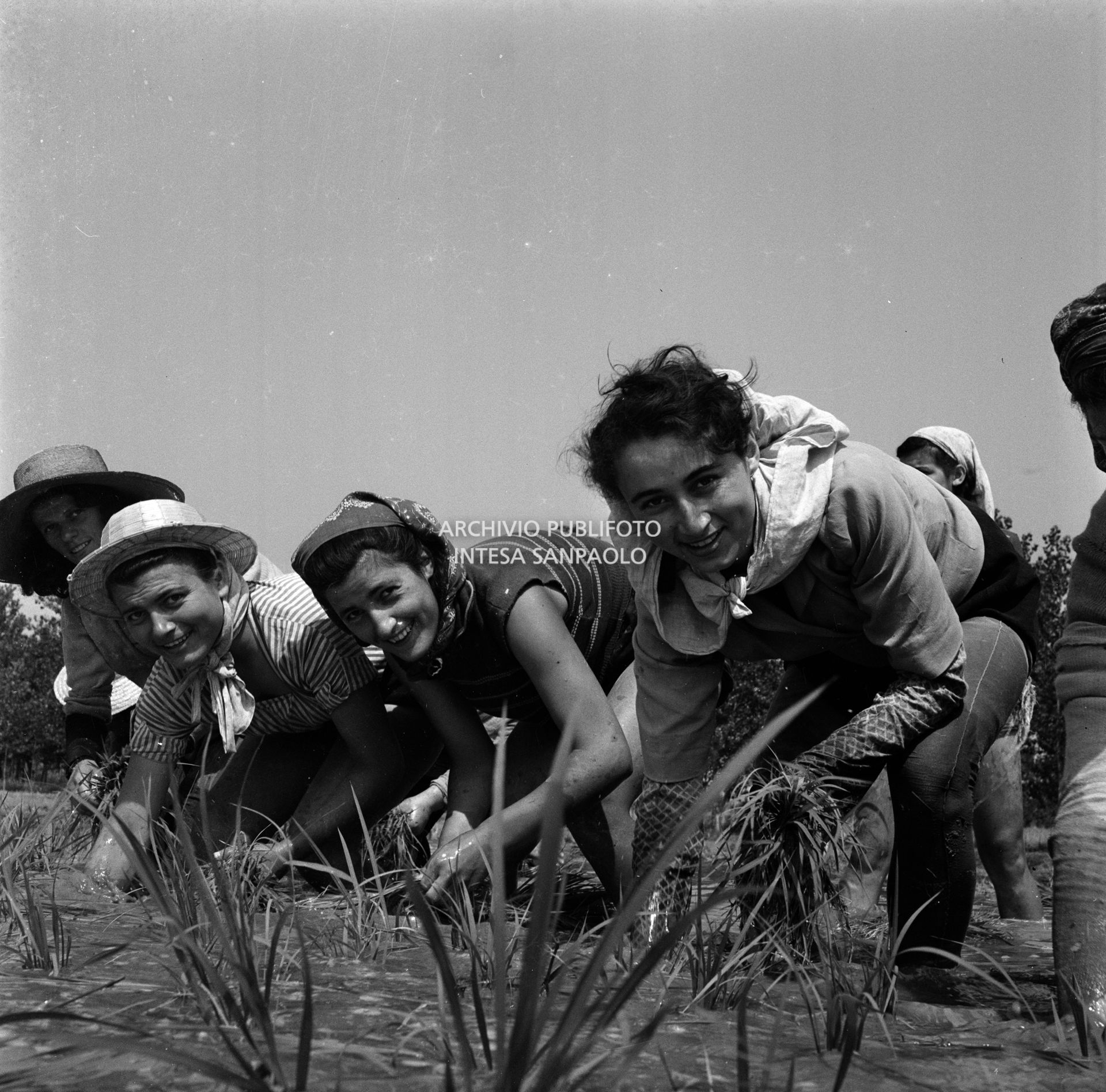 Mondine al lavoro nei campi nei dintorni di Binasco