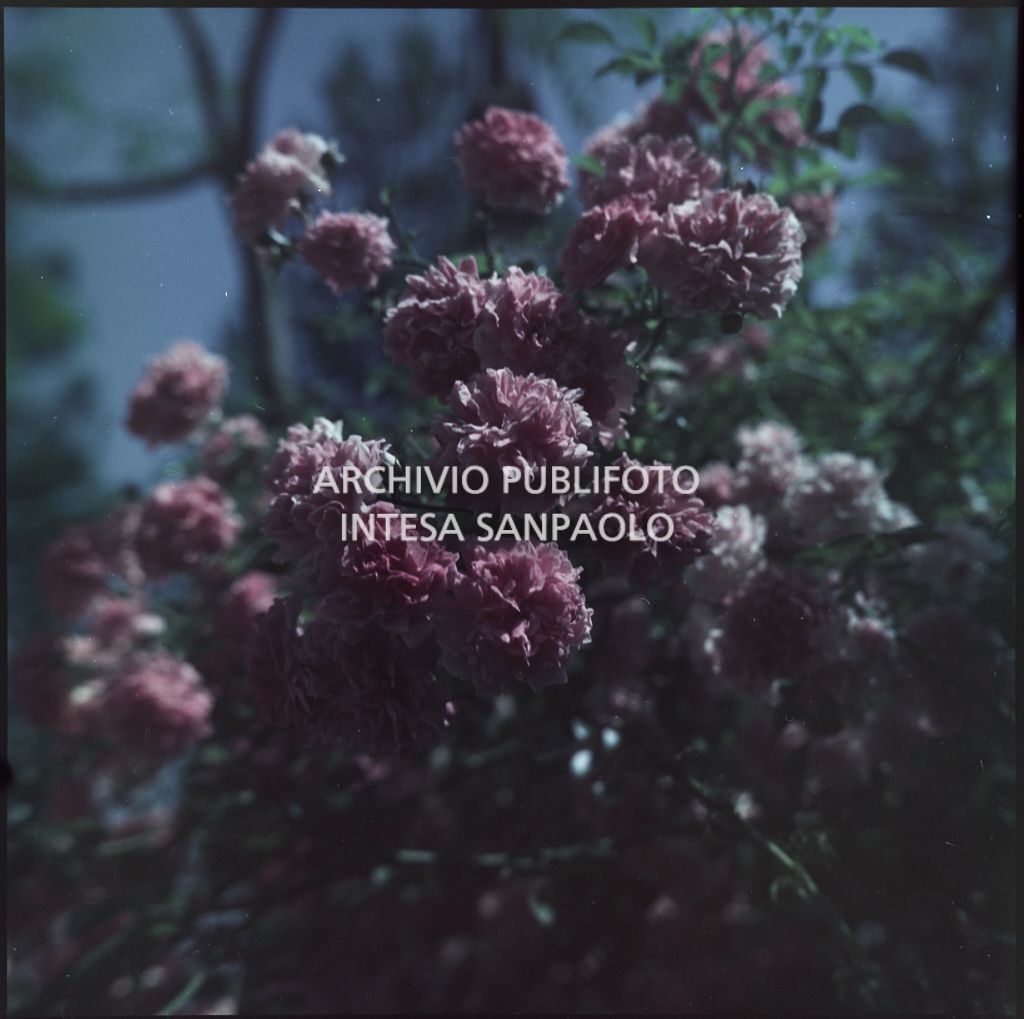 Particolare su alcuni fiori rosa<br>378