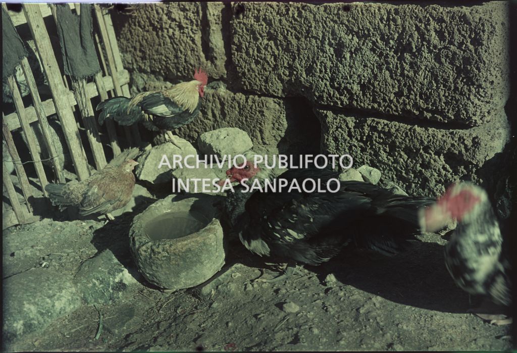 Galline in luogo non identificato<br>395