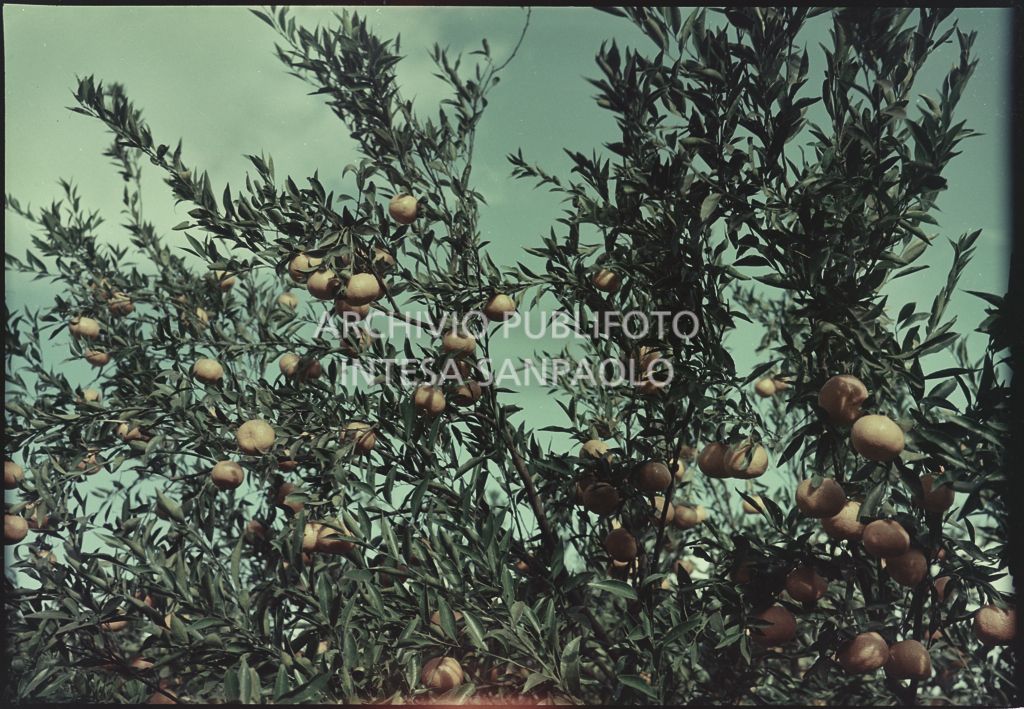 Rami di arancio con frutti<br>410