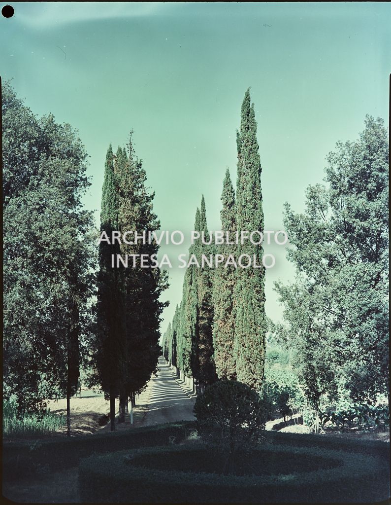 Veduta del viale alberato che conduce alla villa<br>819