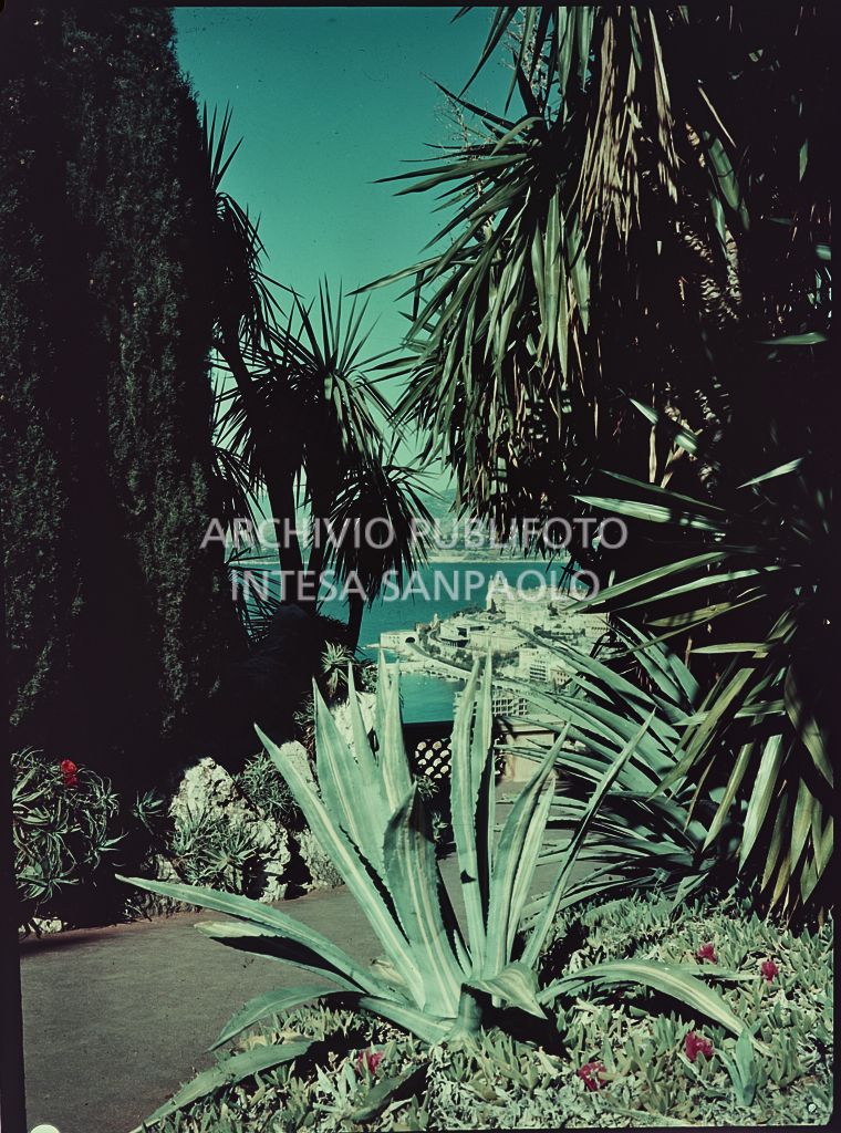 Vegetazione con il mare di Monte Carlo sullo sfondo<br>5932