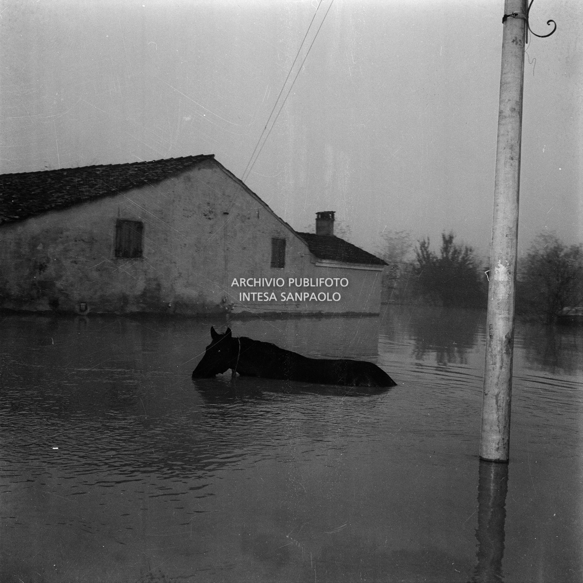 Un cavallo immerso nell'acqua durante l'alluvione nelle campagne del Polesine