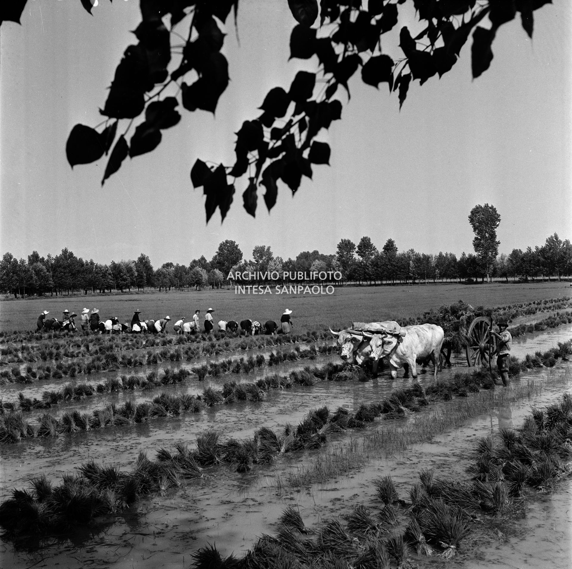 Mondine al lavoro nei campi nei dintorni di Binasco
