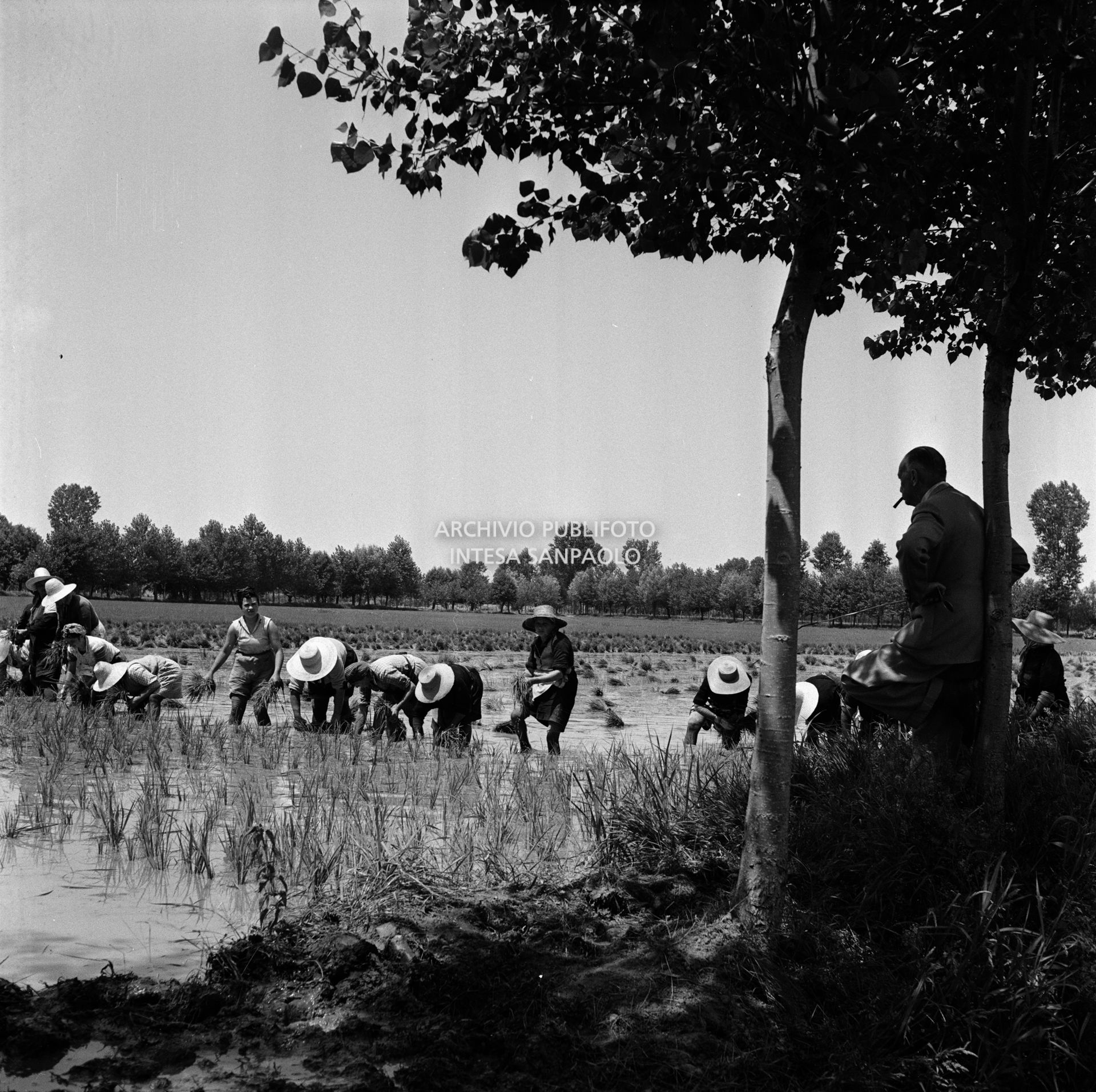 Mondine al lavoro nei campi nei dintorni di Binasco osservate da un uomo in abito elegante