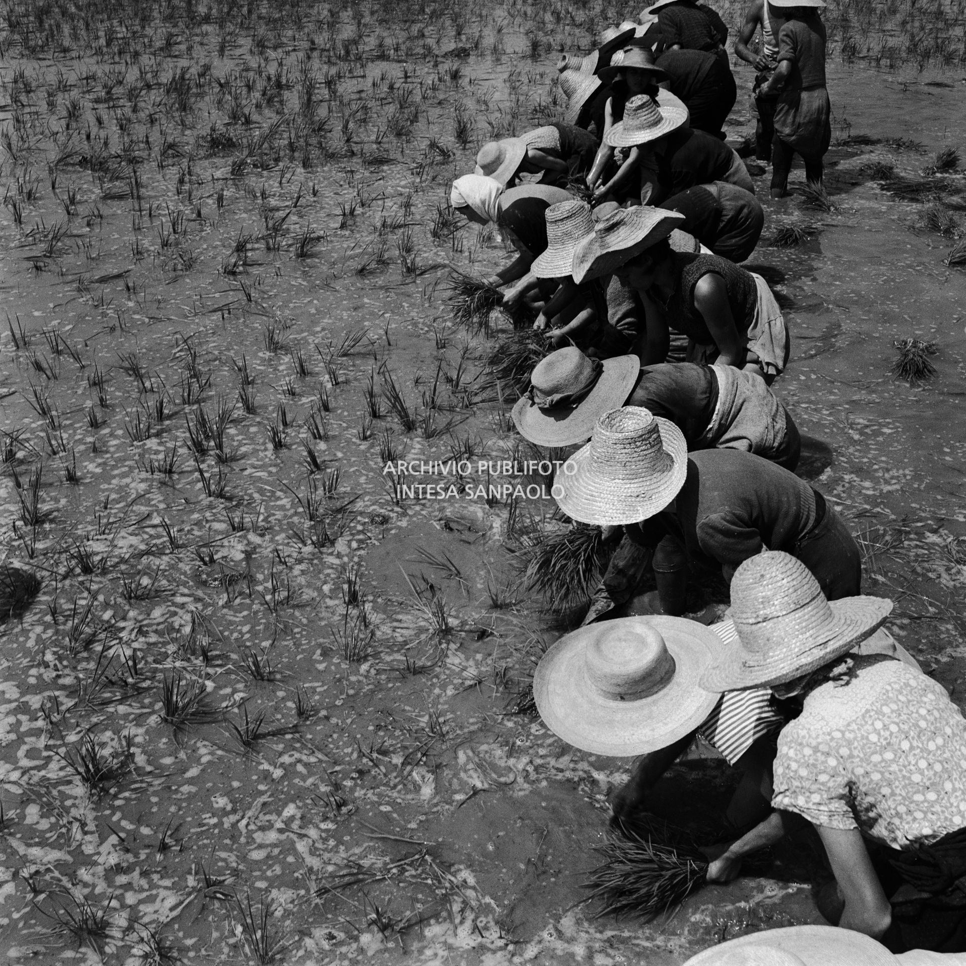 Mondine al lavoro nei campi nei dintorni di Binasco