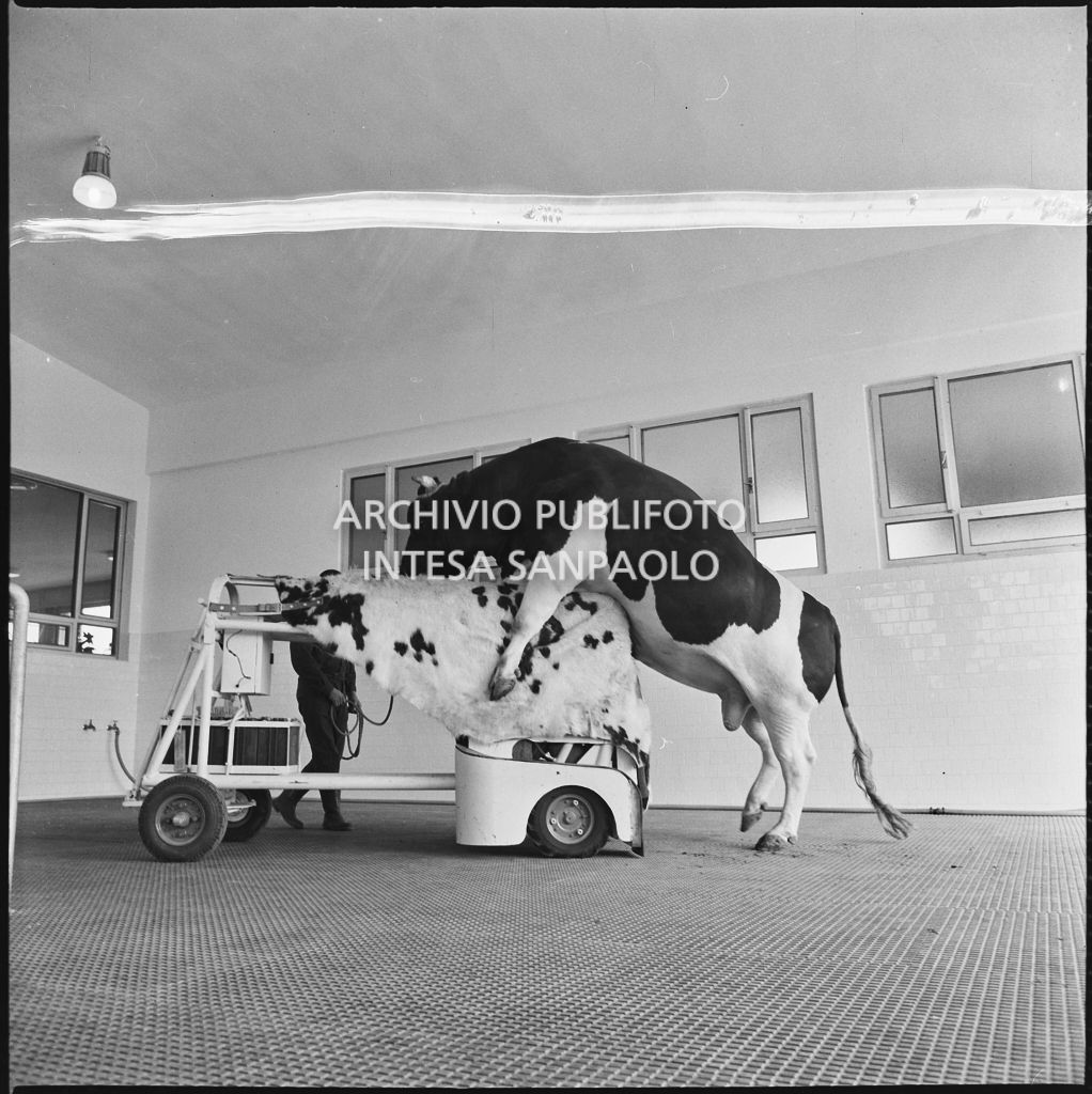 La fase di monta con prelievo del seme da un esemplare<br>20299/3