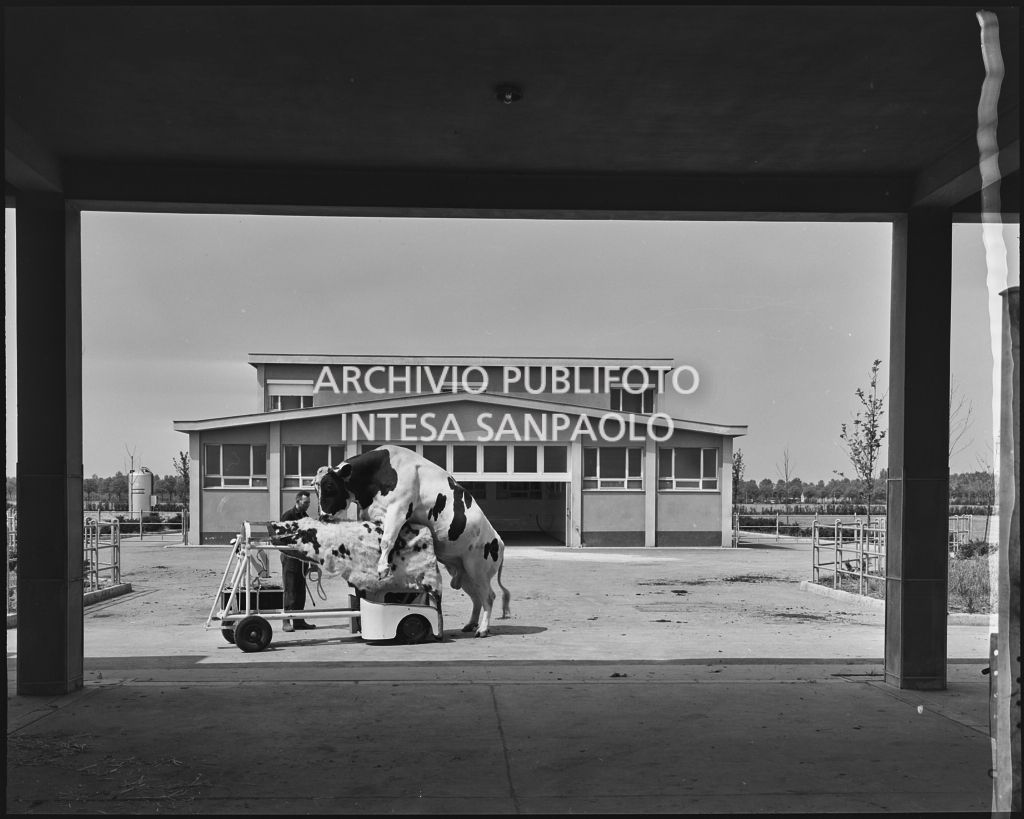 La fase di monta con prelievo del seme da un esemplare<br>20299/13