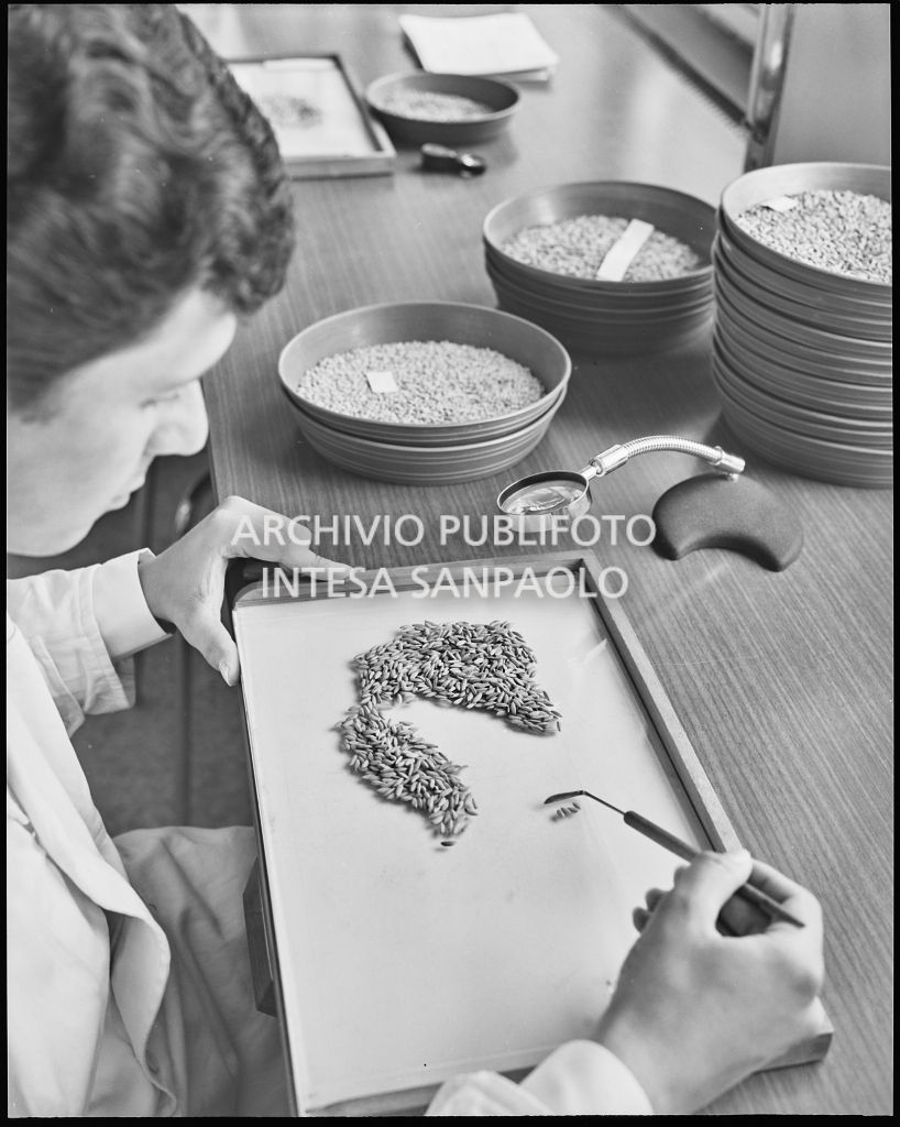 Un uomo al lavoro con dei semi all'interno del laboratorio<br>20299/24