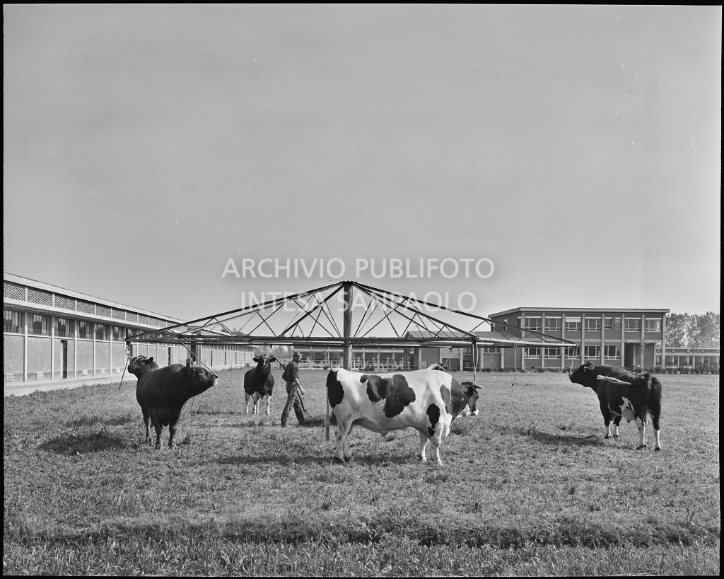 Alcuni esemplari di bestiame legati nel cortile esterno<br>20299/32