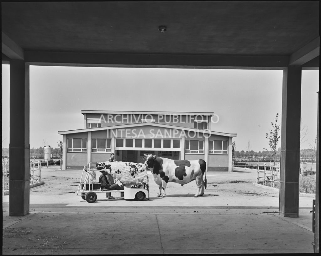 Prelievo del seme da un esemplari di bestiame<br>20299/49