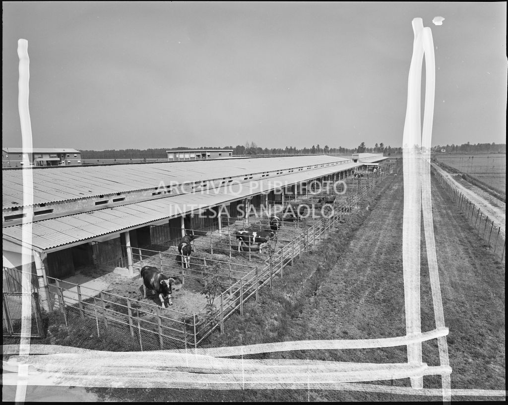 Esterno con vista delle stalle<br>20299/53