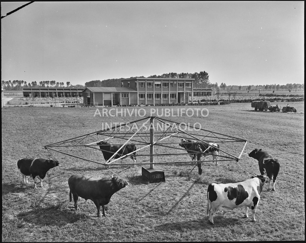 Esterno, visibili alcuni esemplari di bovino legati ad una giostra<br>20299/56b