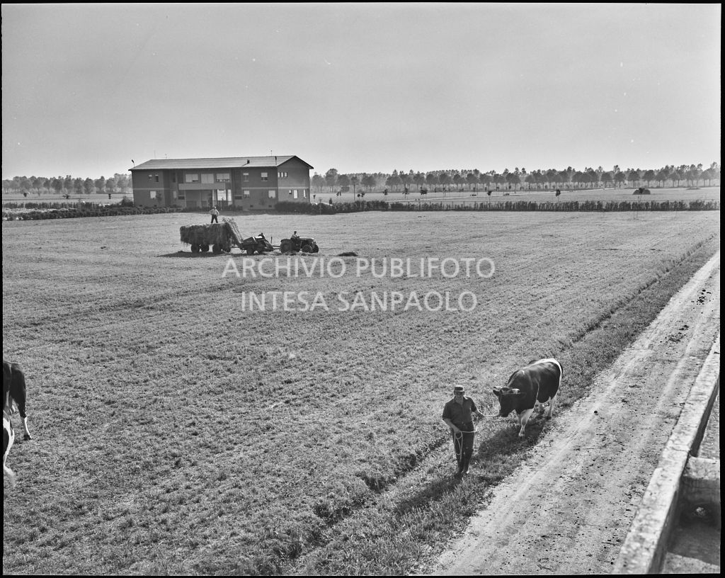 Esterno, visibili un uomo con un esemplare lungo il perimetro del giardino<br>20299/56c