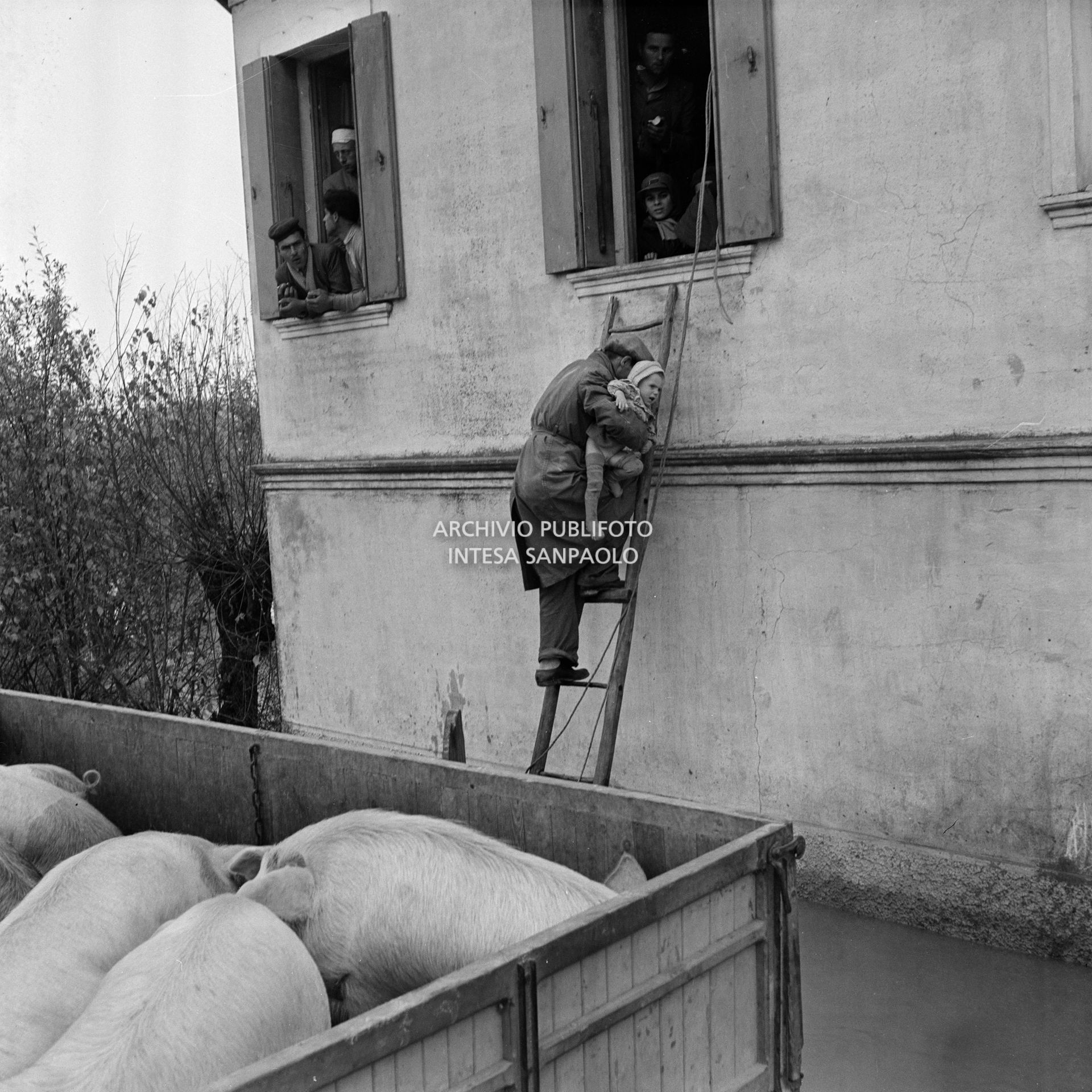 Un uomo presta soccorso durante l'alluvione nelle campagne del Polesine