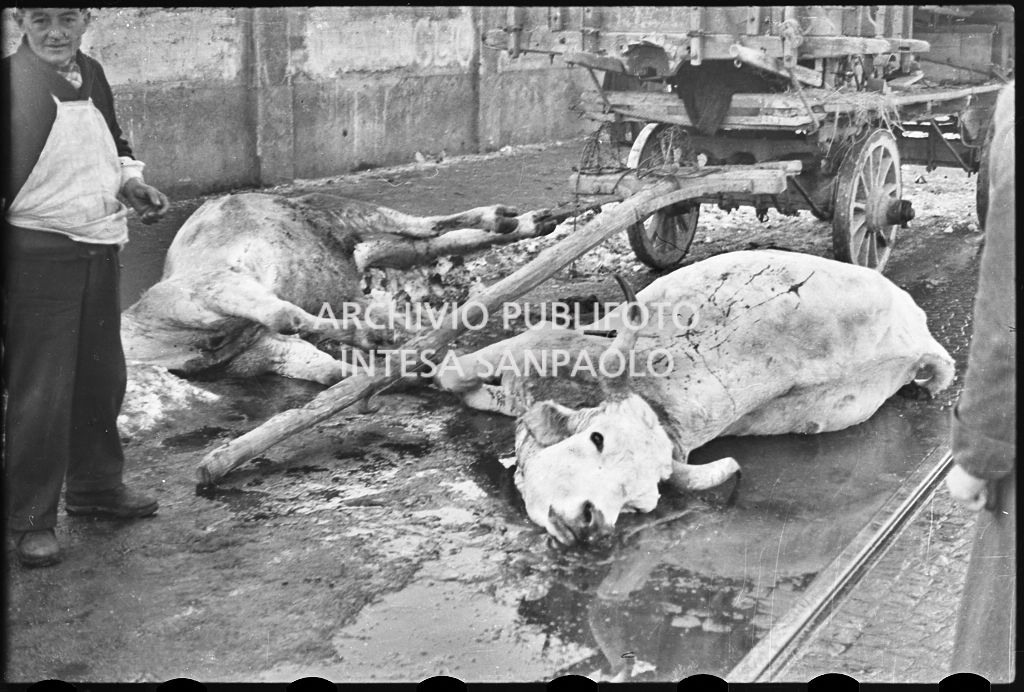 Bovini morti per strada<br>26642