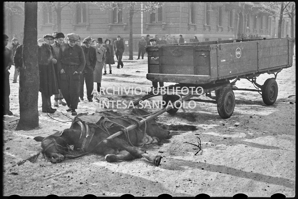 Cavallo morto per strada ancora attaccato al carro che trainava<br>26644