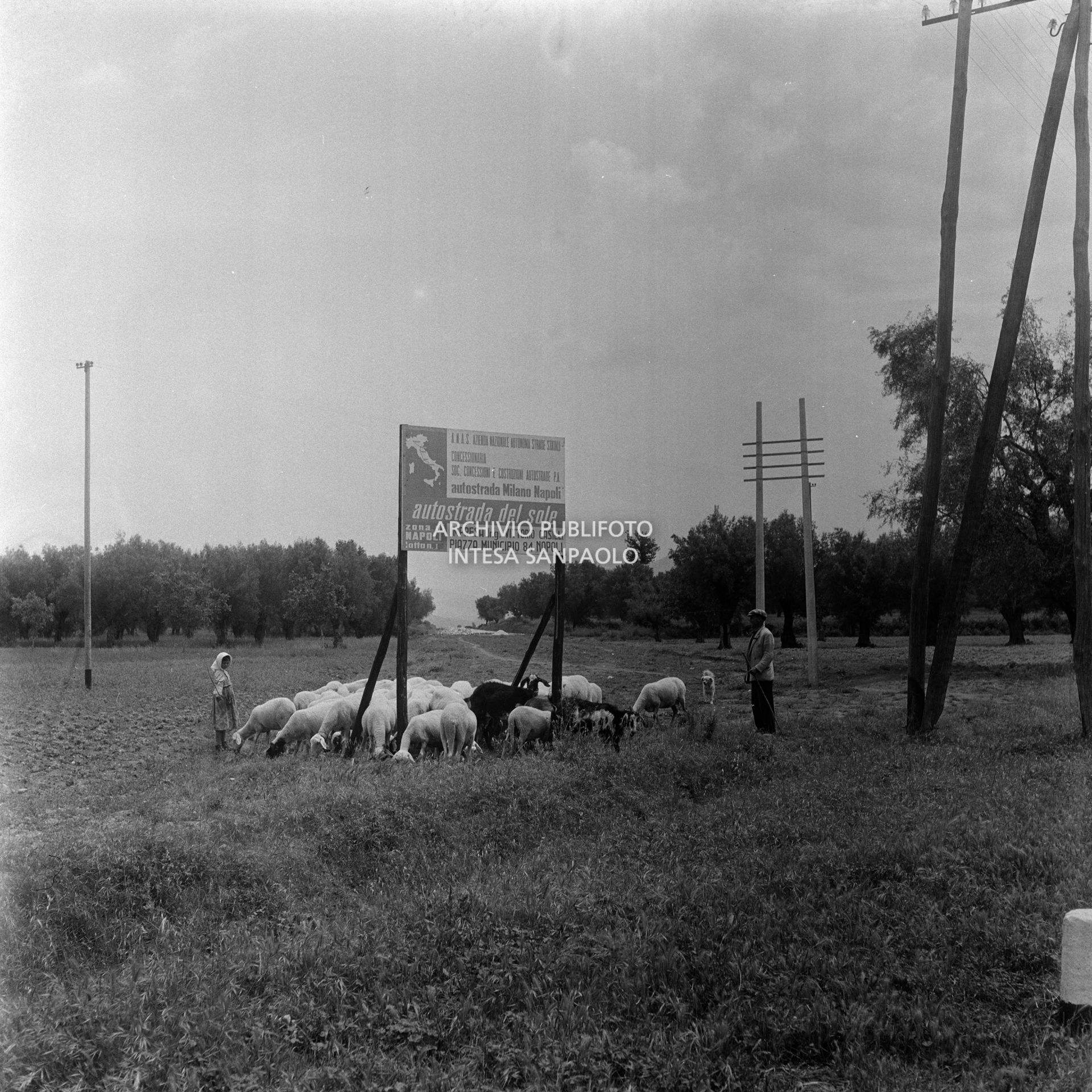 Un pastore con il suo gregge di pecore al pascolo nei pressi del cantiere di costruzione dell'Autostrada del Sole, tratta Napoli-Capua, segnalato dal cartello ANAS