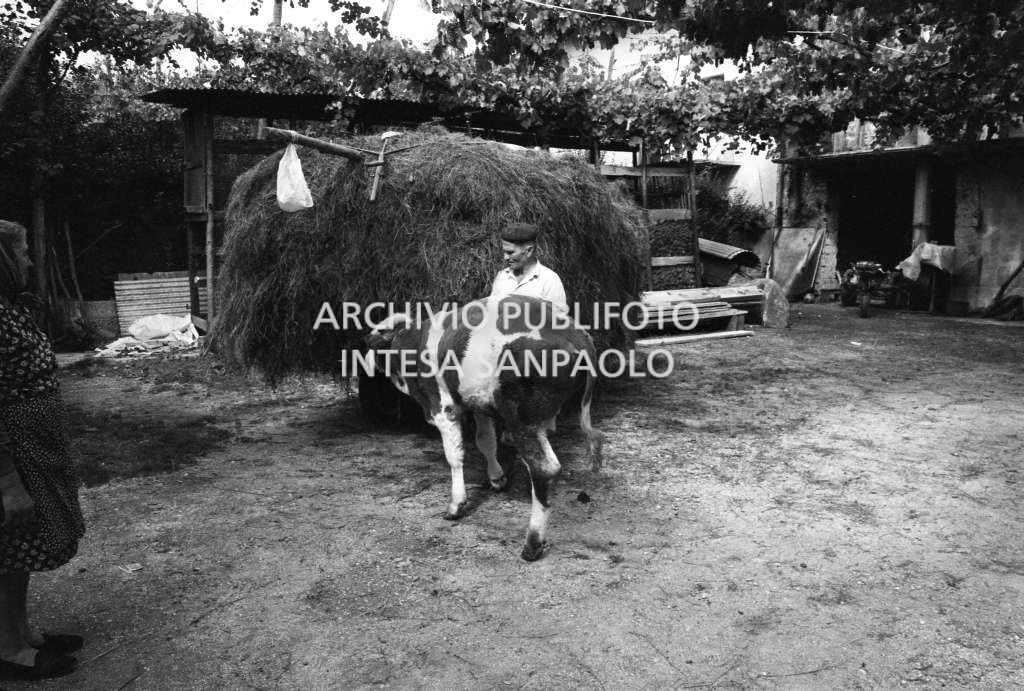 Un uomo ritratto insieme ad un vitello accanto a del fieno